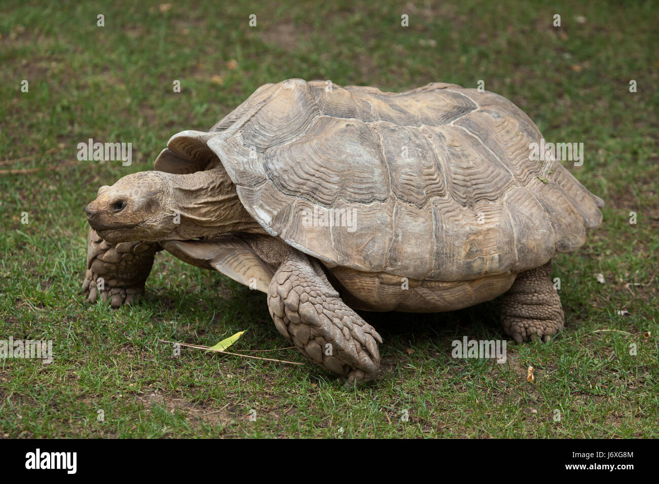 African spurred tortoise (Centrochelys sulcata), also known as the ...