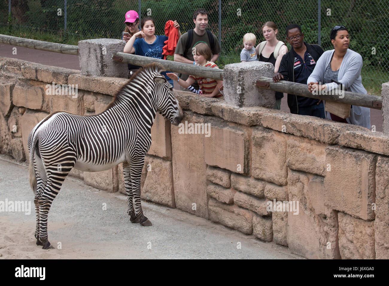 Visitors looking at the Grevy's zebra (Equus grevyi), also known as the imperial zebra at La Palmyre Zoo (Zoo de La Palmyre) in Les Mathes, Charente-M Stock Photo