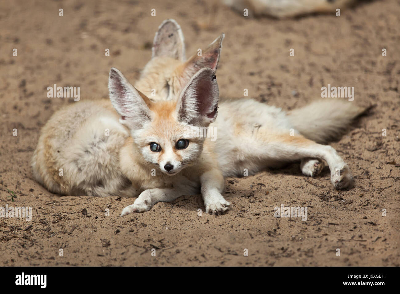 Fennec foxes (Vulpes zerda). Wildlife animal. Stock Photo