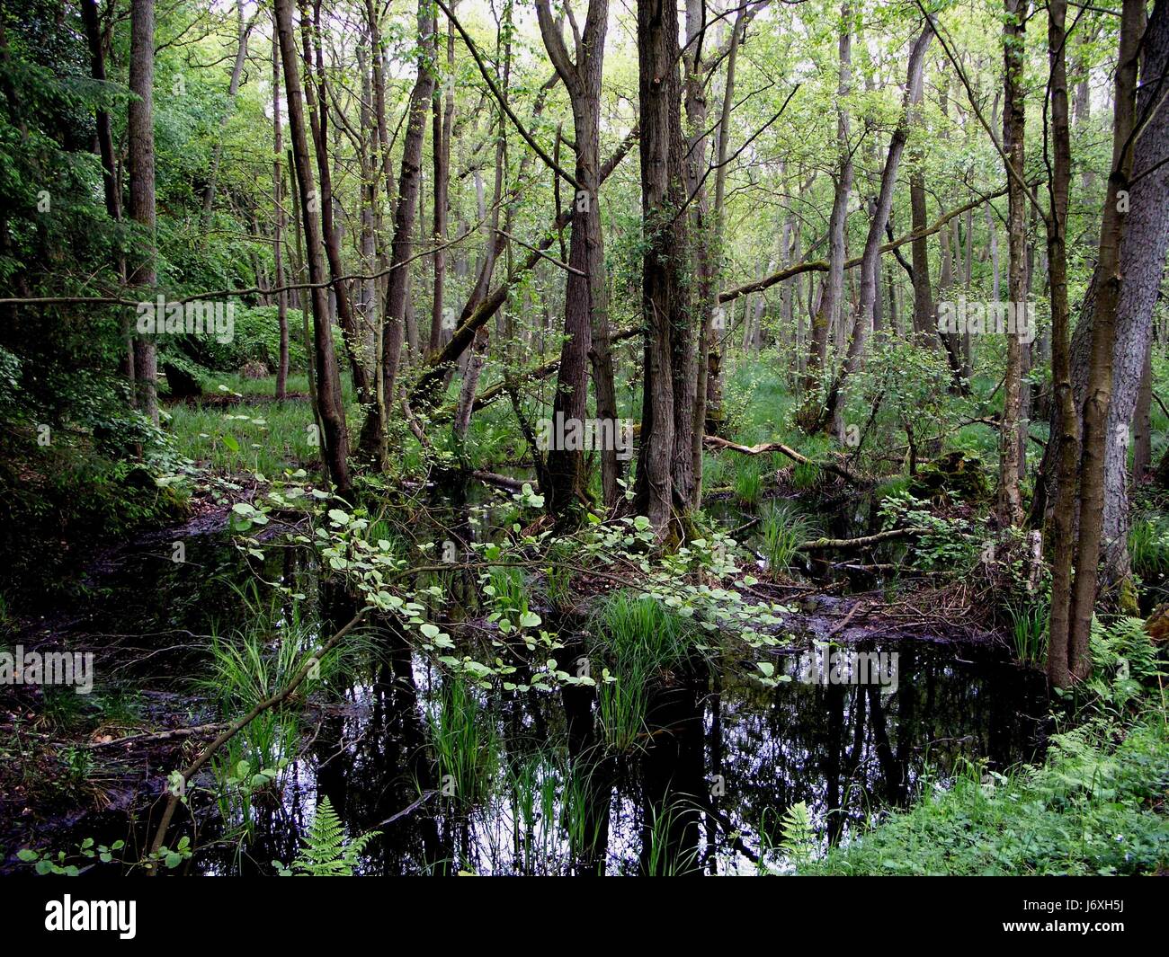 mecklenburg sedges swamp spring morass biotop nature nasswald ...