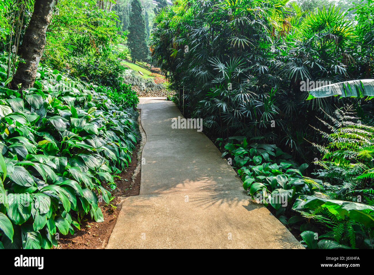 Walkway and Tropical forest tree Stock Photo - Alamy