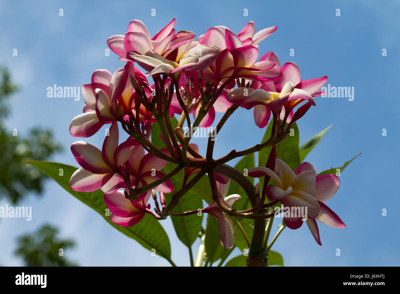 White kath golap flower hires stock photography and images Alamy
