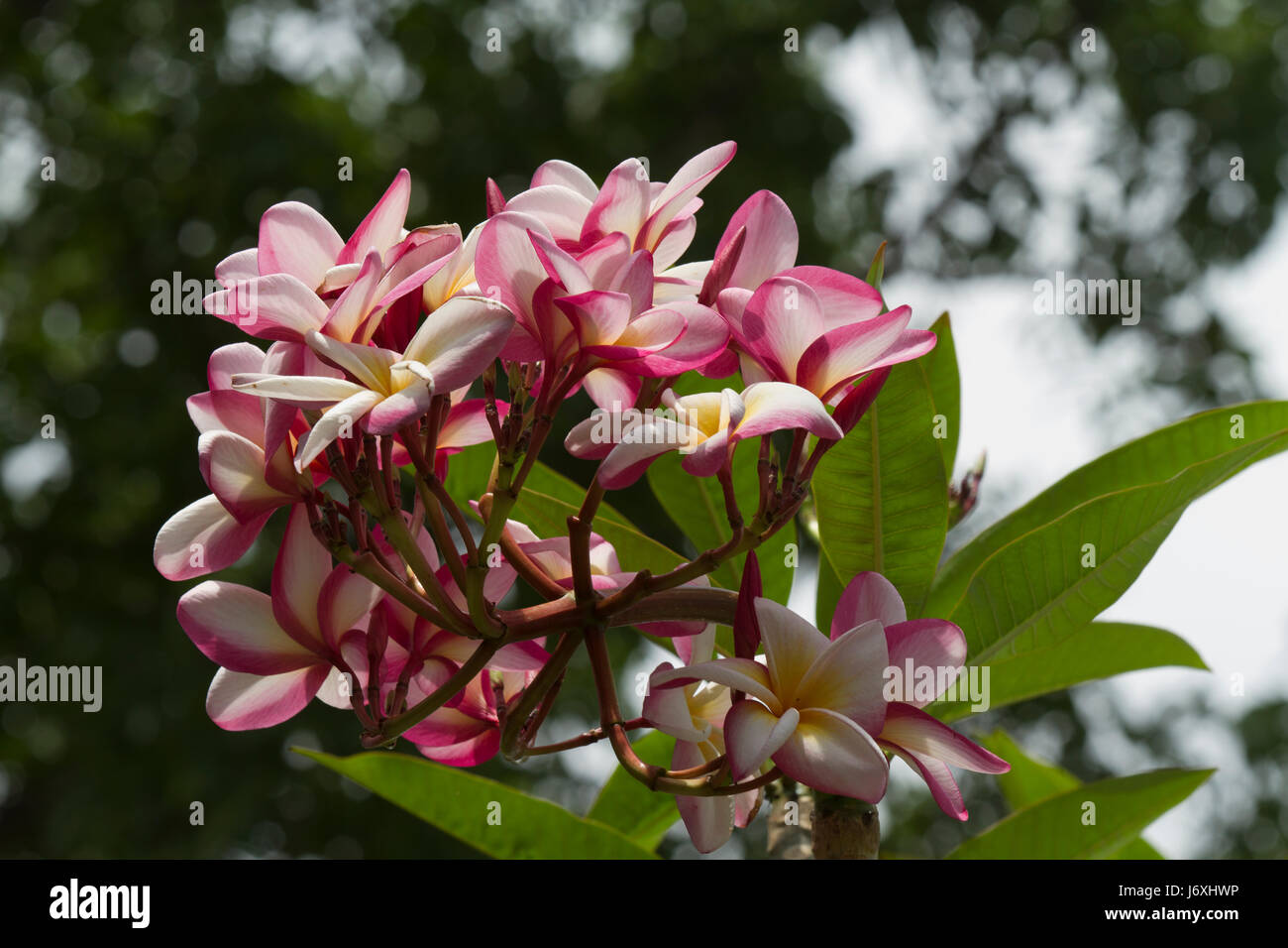 Pink kath golap flower hires stock photography and images Alamy