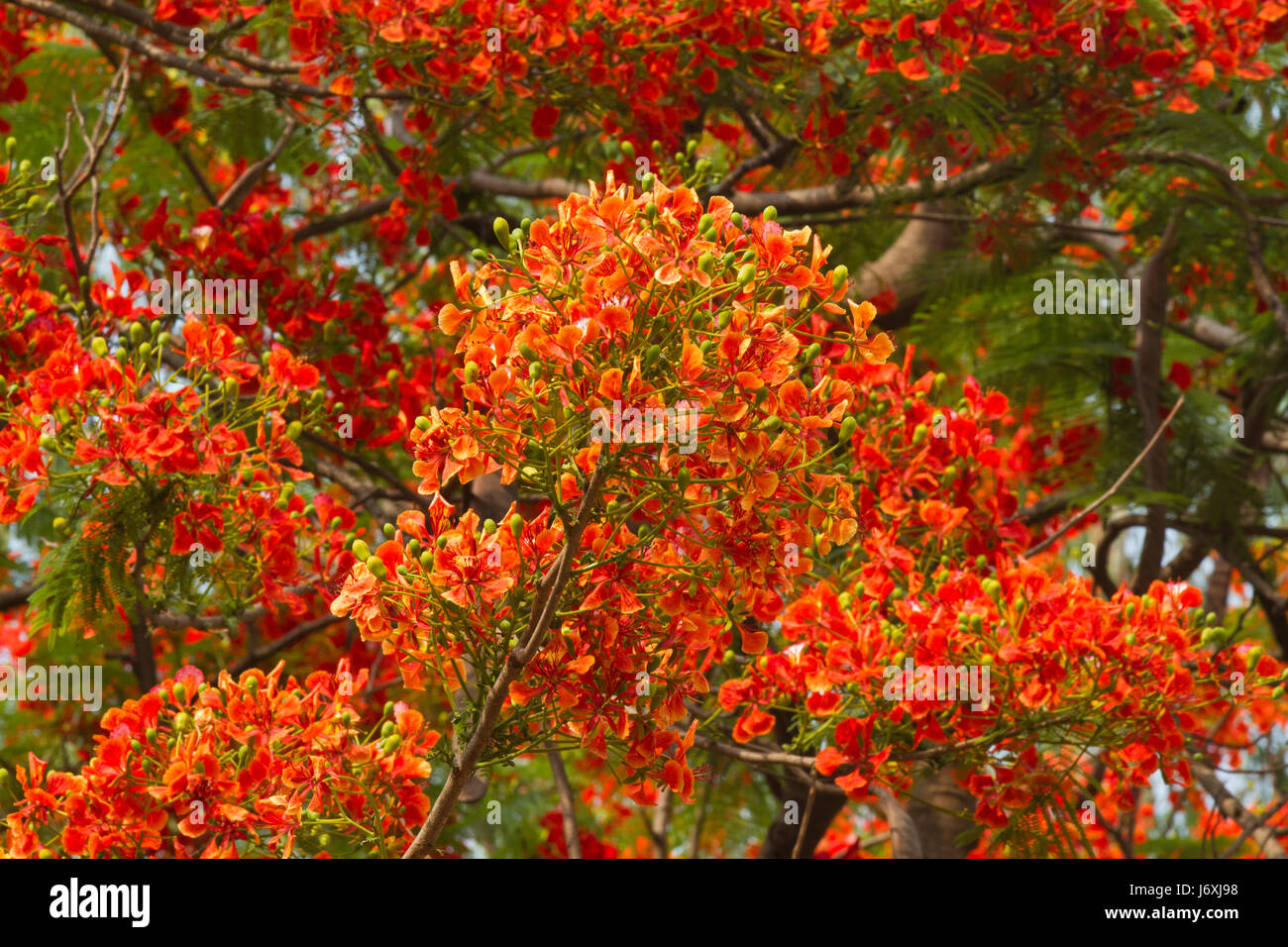 Krishnachura or Flame Tree or Gulmohar. Botanical name Delonix Regia. Dhaka, Bangladesh Stock Photo