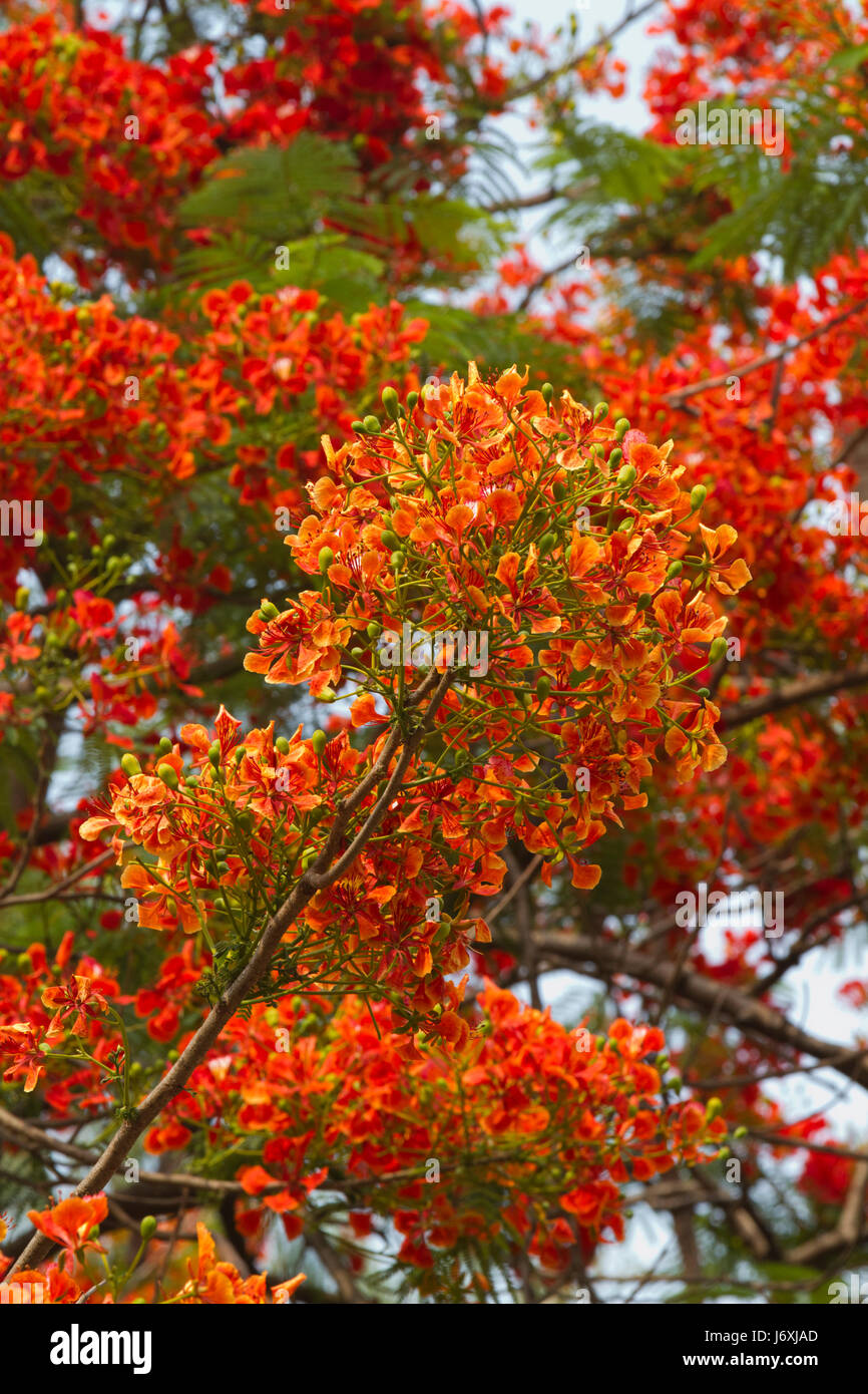 Krishnachura High Resolution Stock Photography and Images - Alamy Krishnachura High Resolution Stock Photography and Images - Alamy
