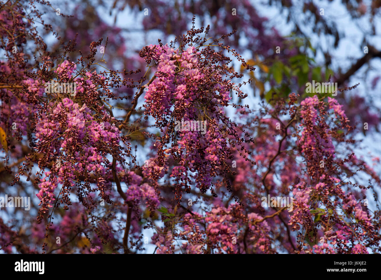 Moulmein Rosewood known as Tuma. Botanical Name Millettia Peguensis. Dhaka, Bangladesh Stock Photo