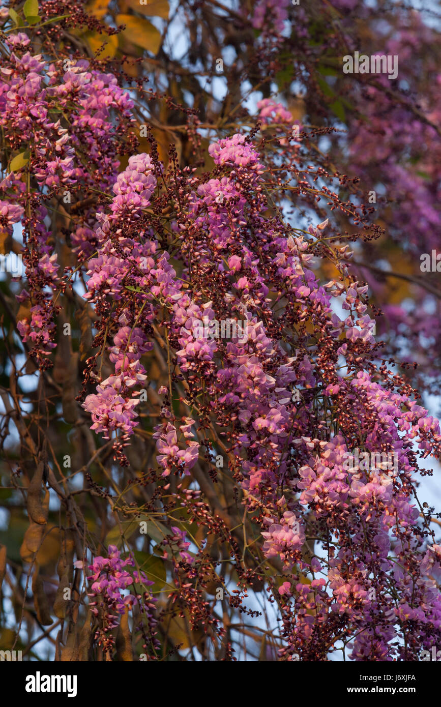 Moulmein Rosewood known as Tuma. Botanical Name Millettia Peguensis. Dhaka, Bangladesh Stock Photo