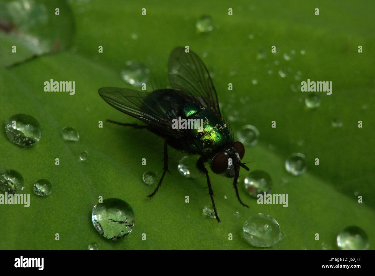 fly bright shiny metallic gold-green water drop waterdrop water bluebottle Stock Photo