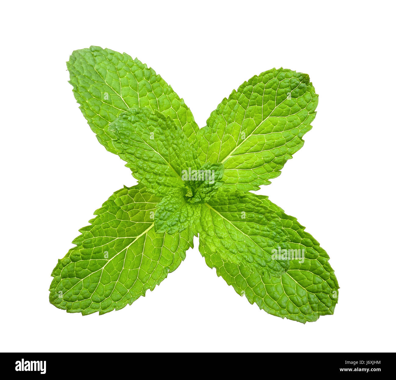 Peppermint isolated on the white background Stock Photo - Alamy