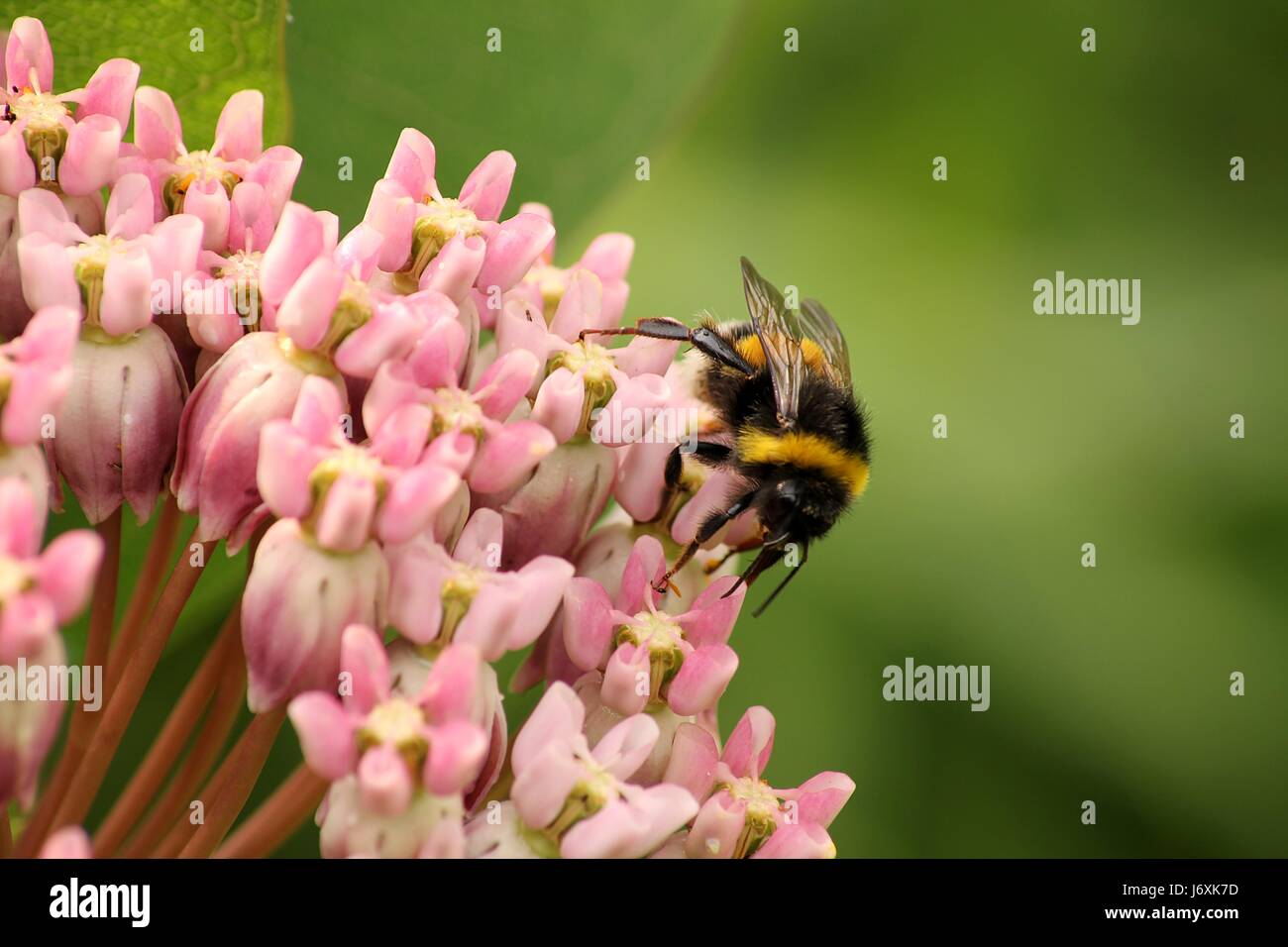 leaf insect flower plant bumblebee bloom blossom flourish flourishing red shine Stock Photo