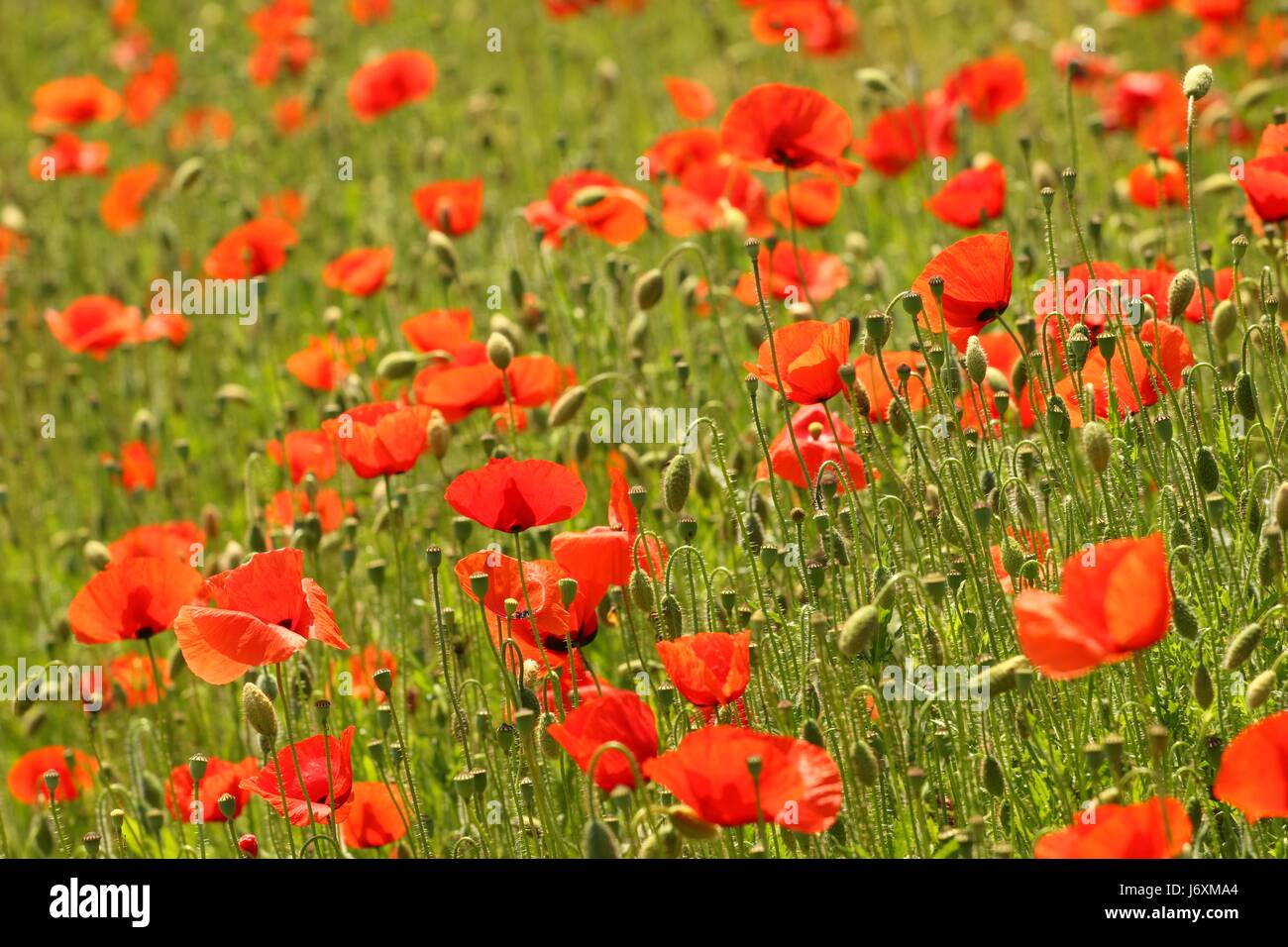 Field red flowers hi-res stock photography and images - Alamy