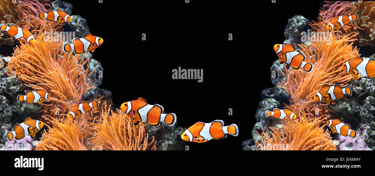 Sea anemone and clown fish in marine aquarium. On black background. Copy space for your text Stock Photo