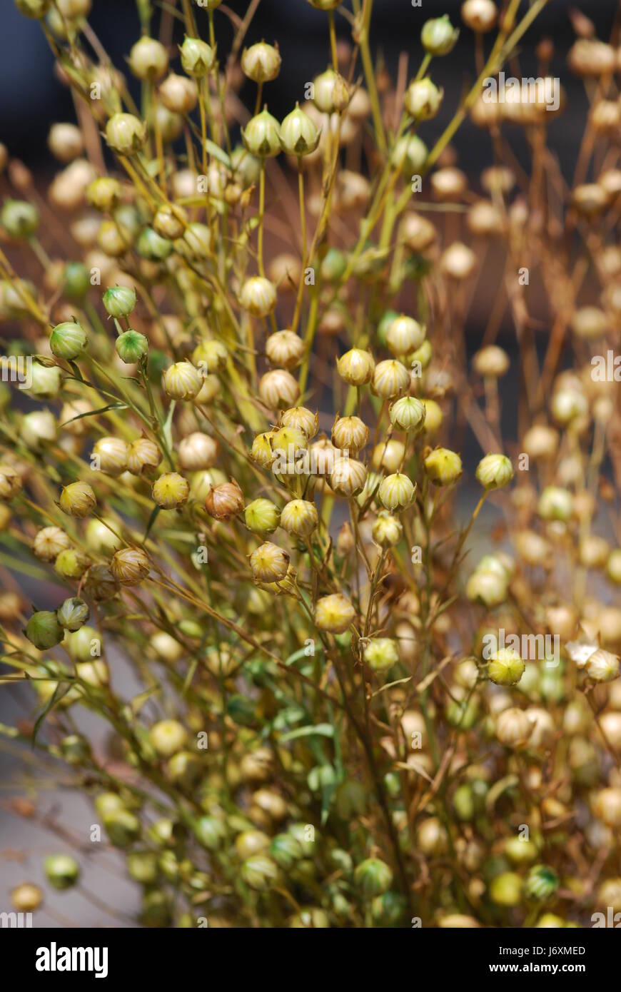 raw material flax capsules eco plant agriculture farming sperm raw material Stock Photo