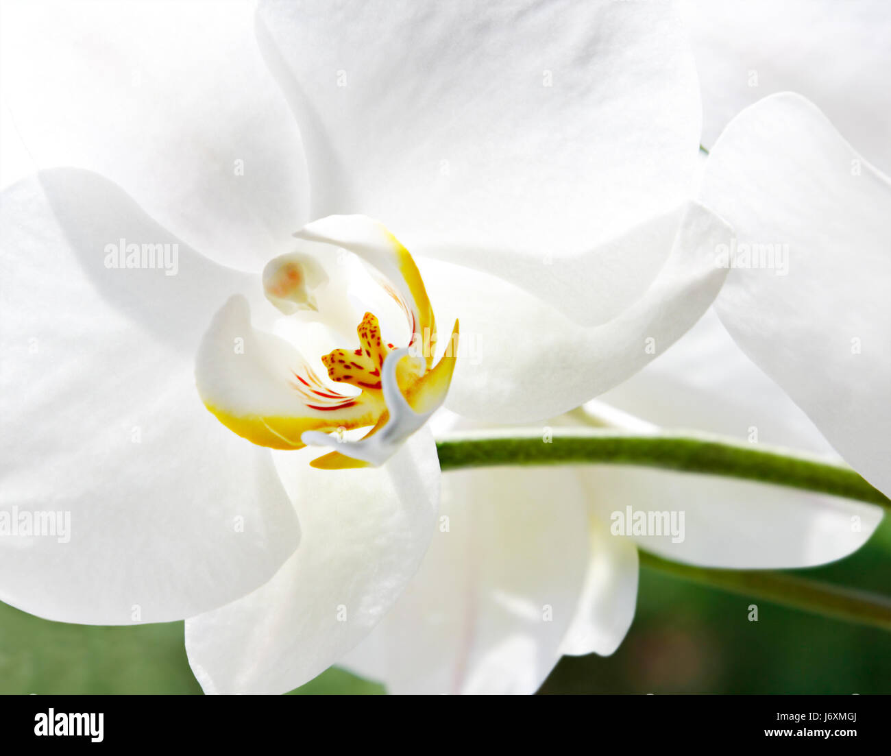 Orchid (Phalaenopsis), Orchidaceae Stock Photo