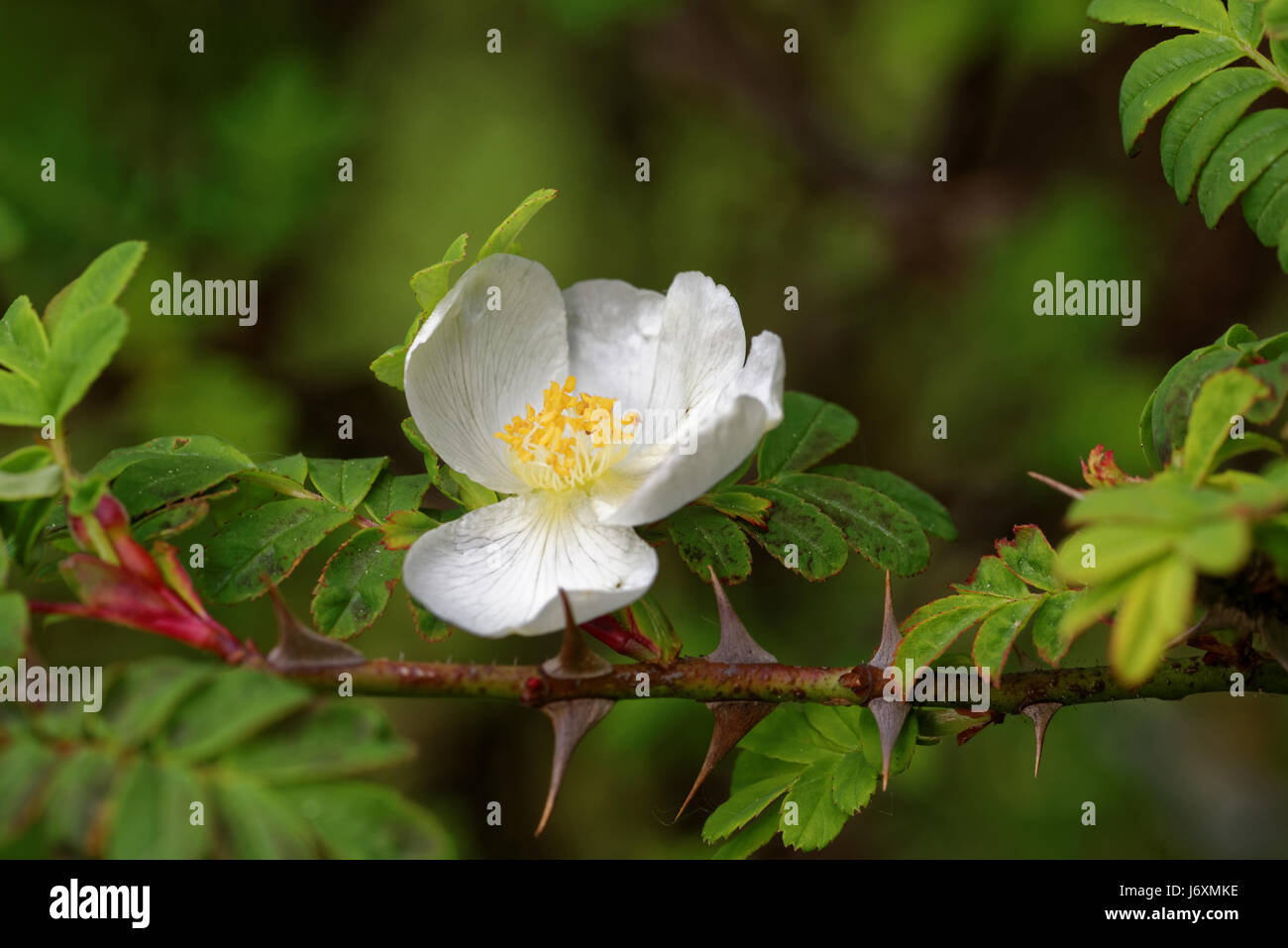 Rosa sericea, the silky rose, is a species of Rosa native to southwestern China (Guizhou, Sichuan, Xizang, Yunnan), Bhutan, northern India (Sikkim), N Stock Photo
