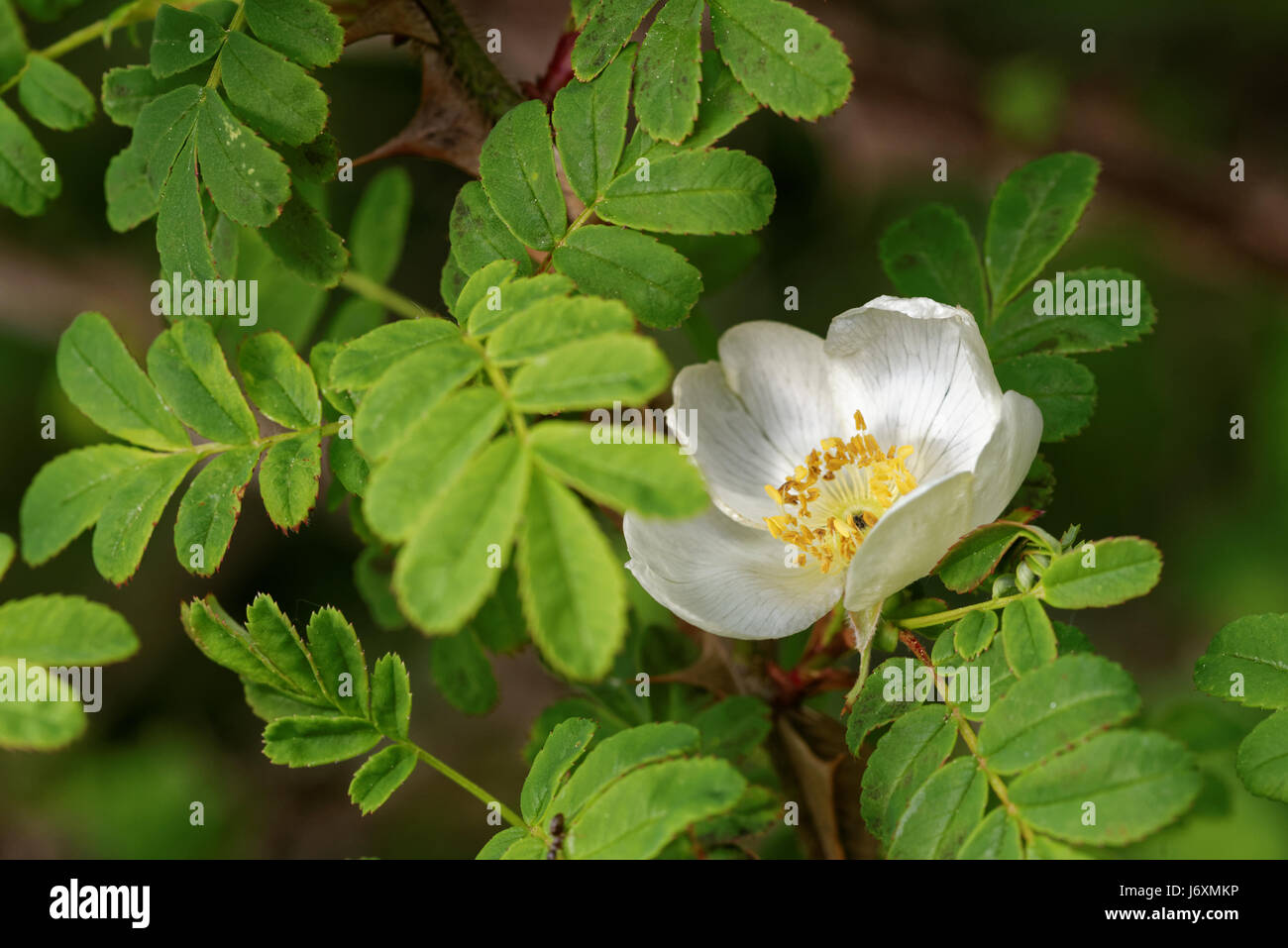 Rosa sericea, the silky rose, is a species of Rosa native to southwestern China (Guizhou, Sichuan, Xizang, Yunnan), Bhutan, northern India (Sikkim), N Stock Photo