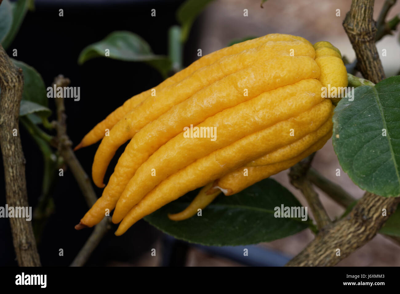 Citrus medica var. sarcodactylis, or the fingered citron, is an unusually shaped citron variety whose fruit is segmented into finger-like sections, re Stock Photo