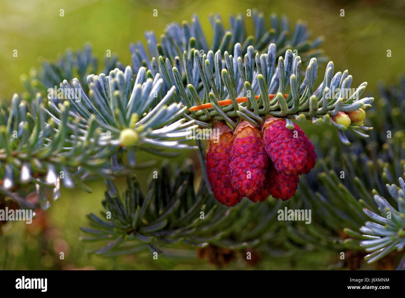 Ovulate cones (strobiles) of Caucasian fir, spring, beginning of May Stock Photo