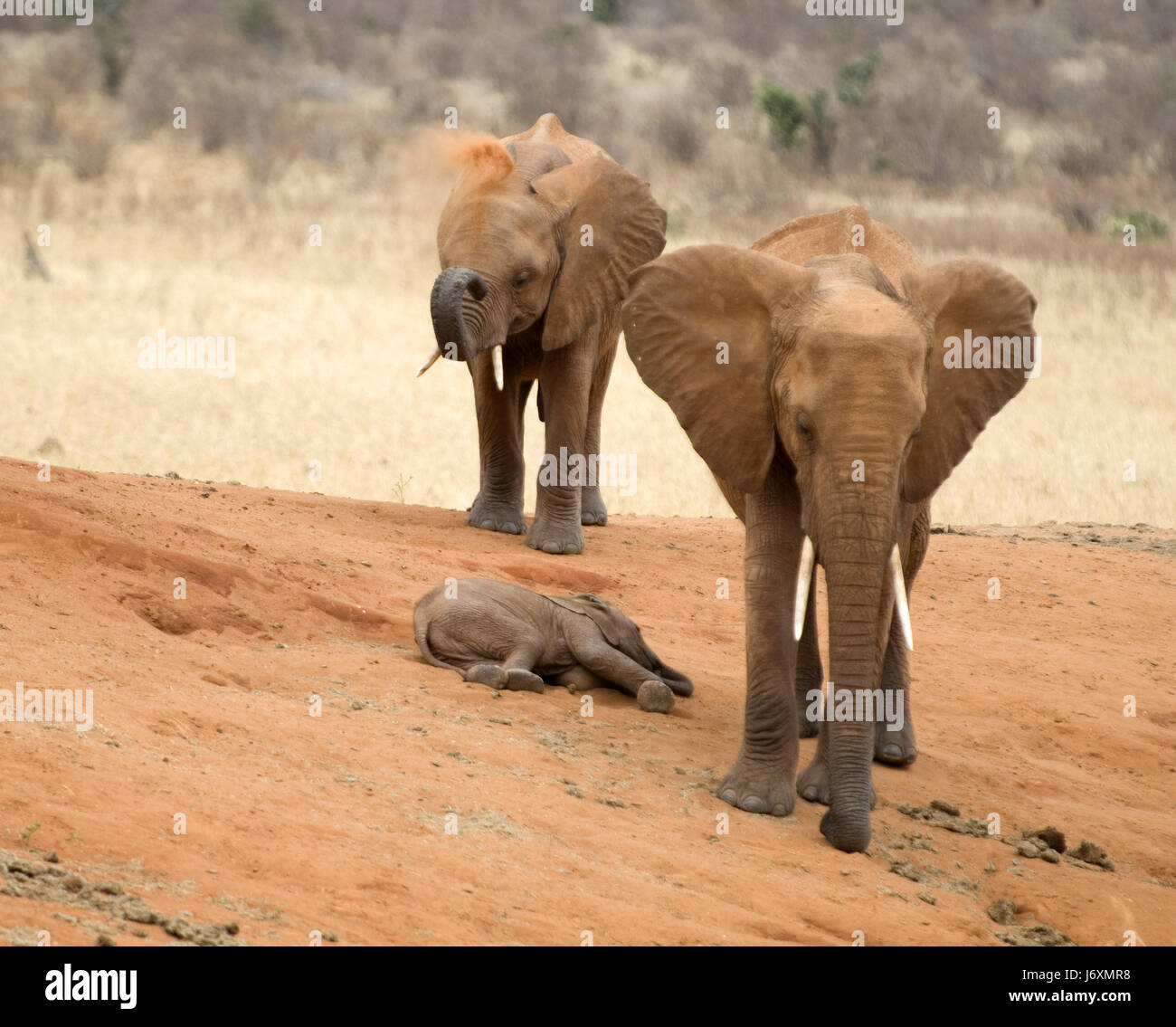 Safaritour High Resolution Stock Photography and Images - Alamy