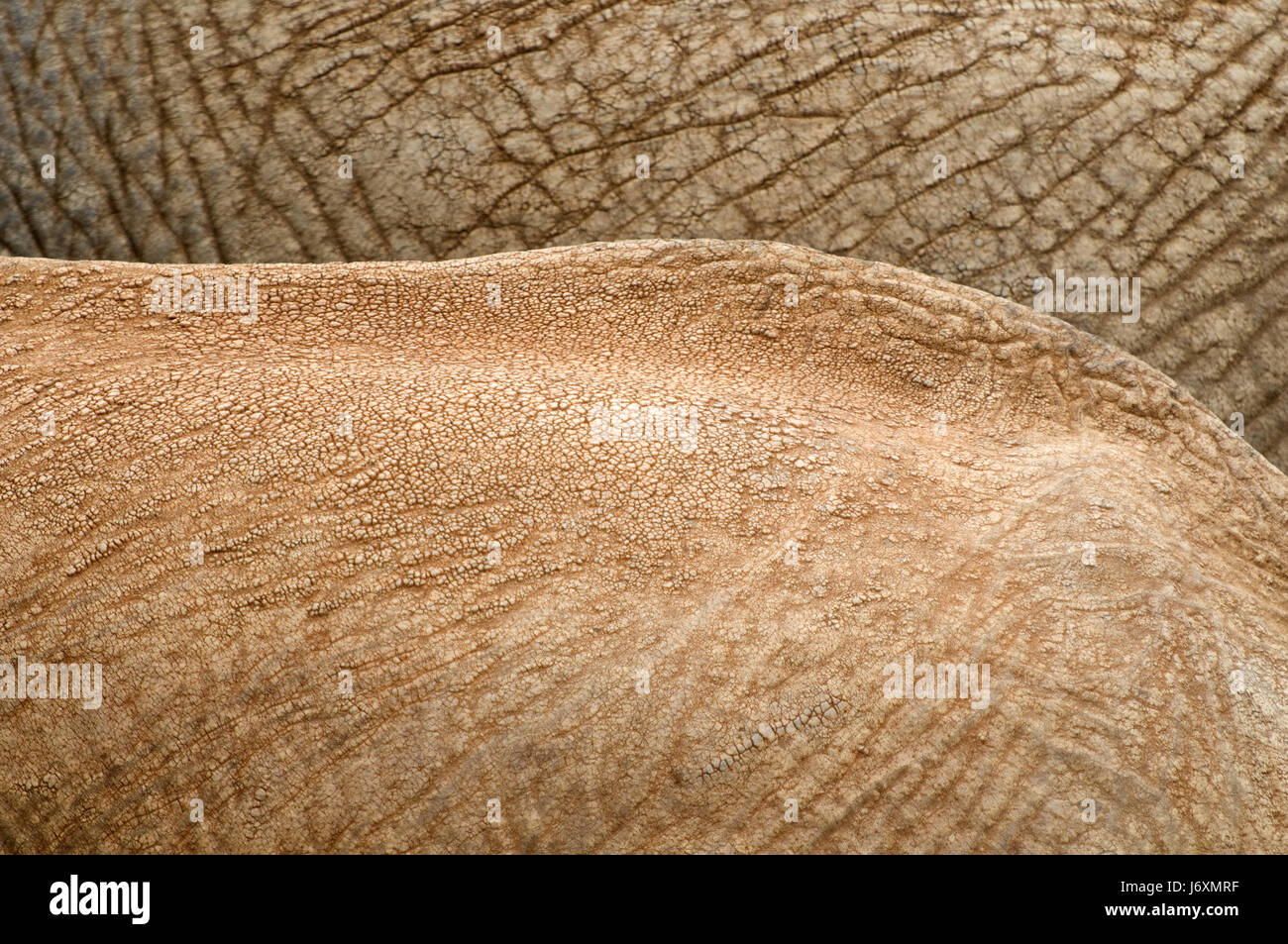 Safaritour High Resolution Stock Photography and Images - Alamy