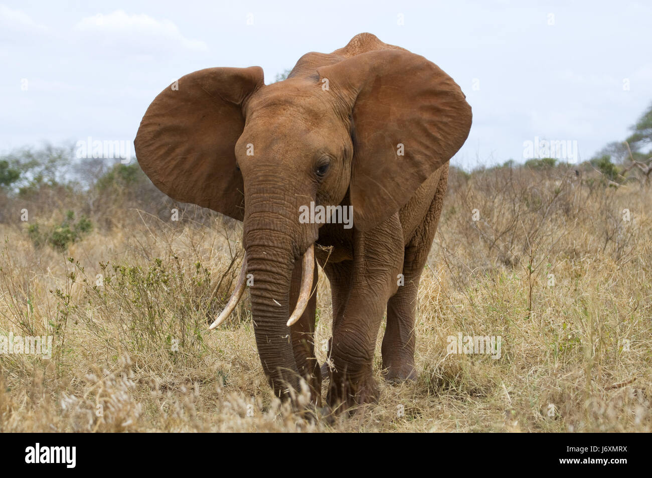 Safaritour High Resolution Stock Photography and Images - Alamy