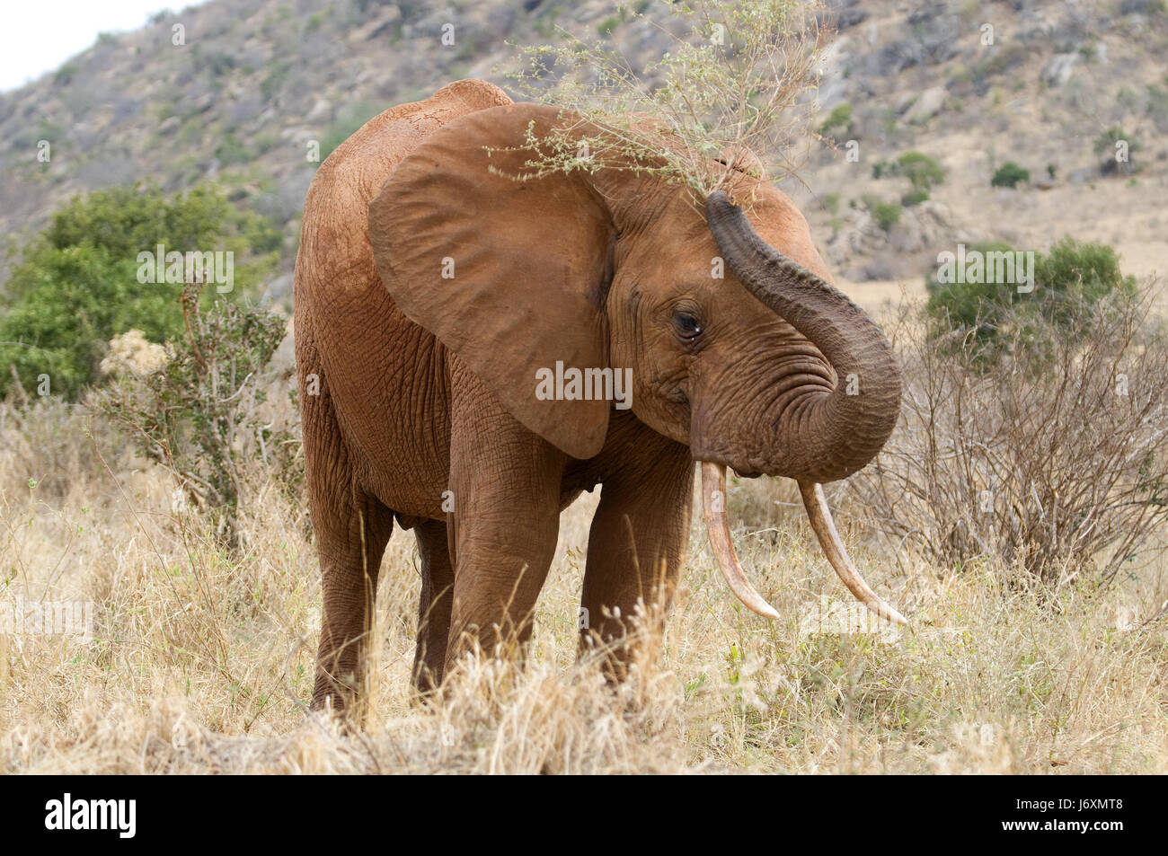Safaritour High Resolution Stock Photography and Images - Alamy