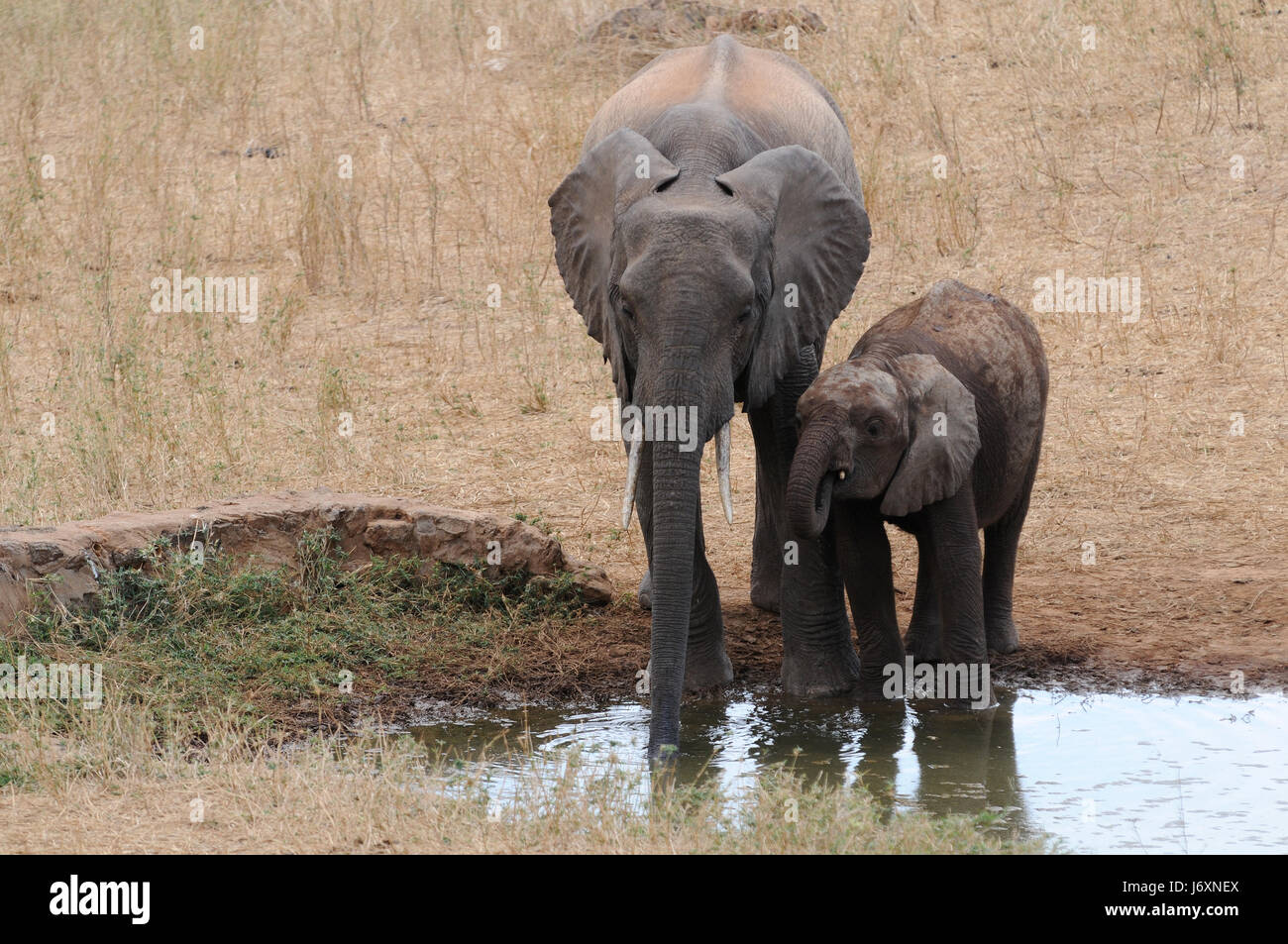 Safaritour High Resolution Stock Photography and Images - Alamy