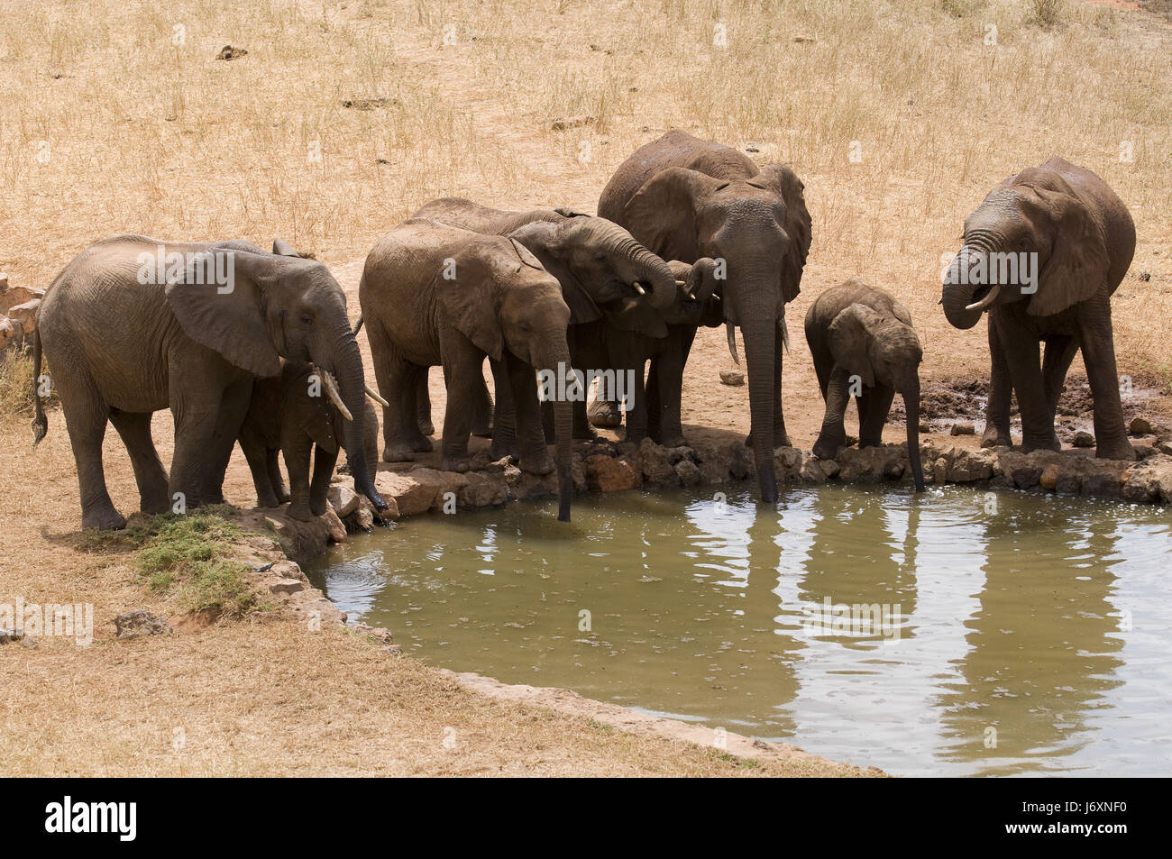 Safaritour High Resolution Stock Photography and Images - Alamy
