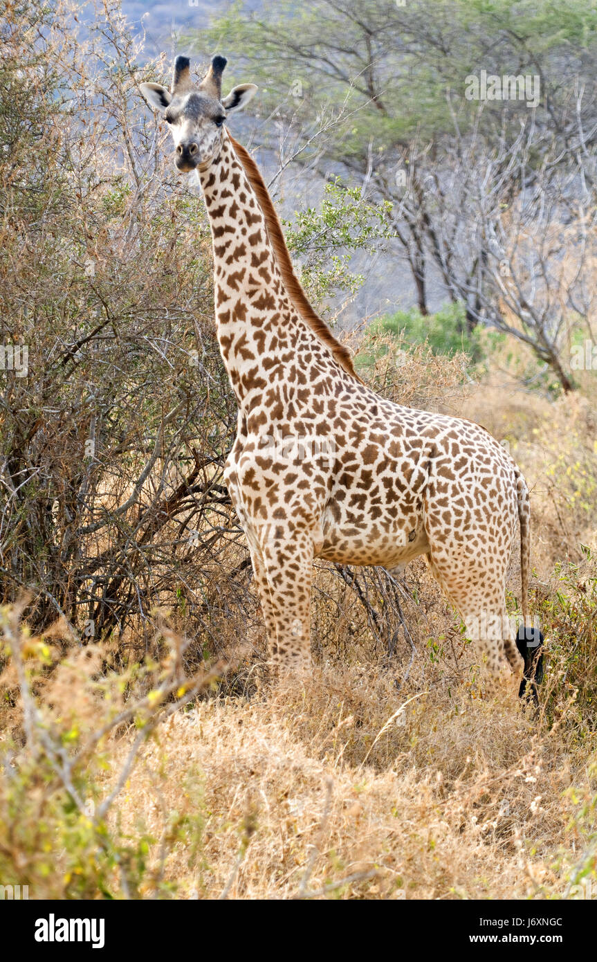 Safaritour High Resolution Stock Photography and Images - Alamy