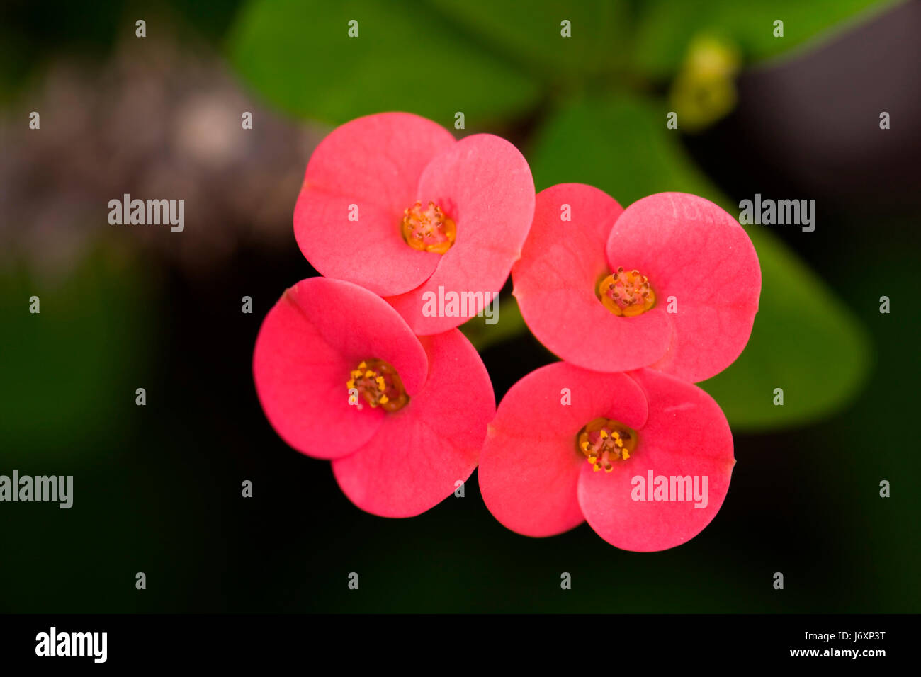 flower flowers plant pollen cacti cactus red leaves flower flowers