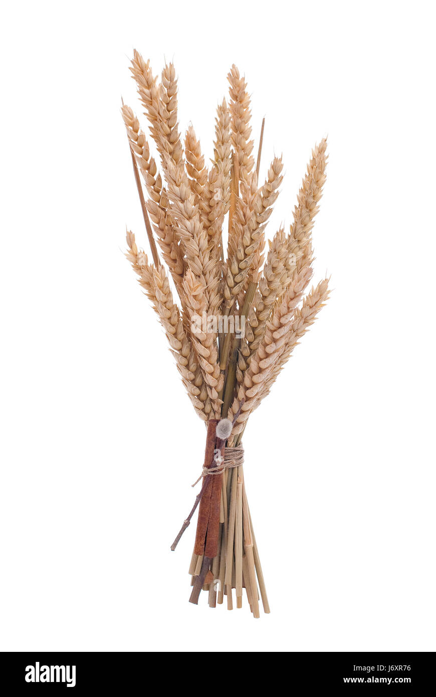 food aliment cereals cereal commodities grain food aliment field wheat ear Stock Photo