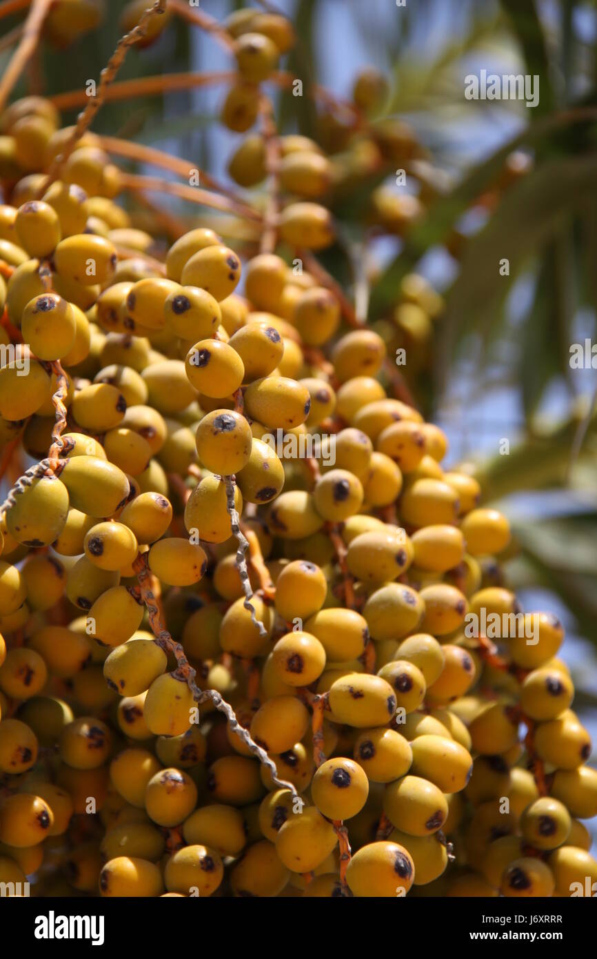 fruit beer palm tree cactus fig yellow orange leaf plant summer summerly europe Stock Photo Alamy
