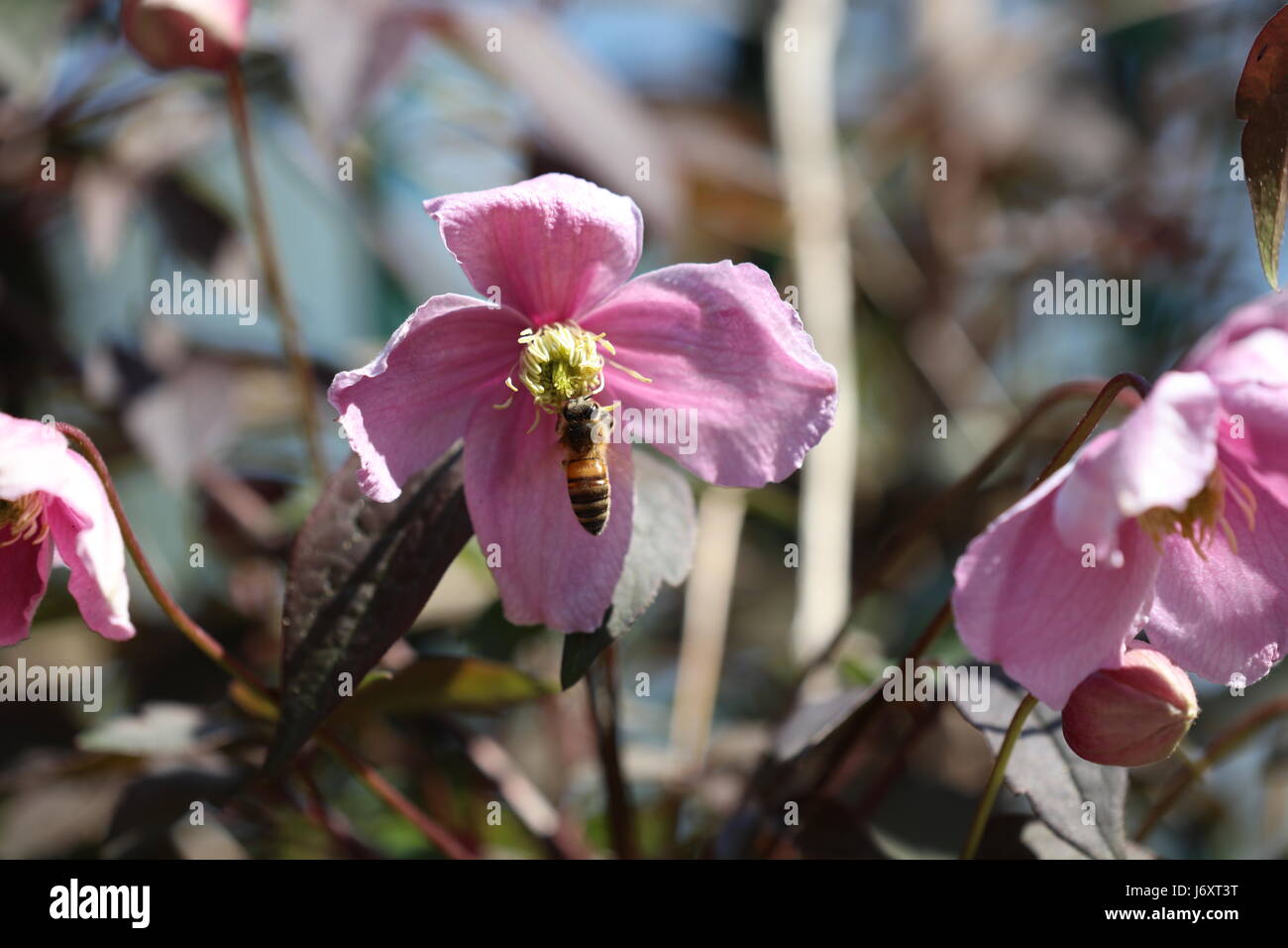 Blume mit Insekt Stock Photo Alamy