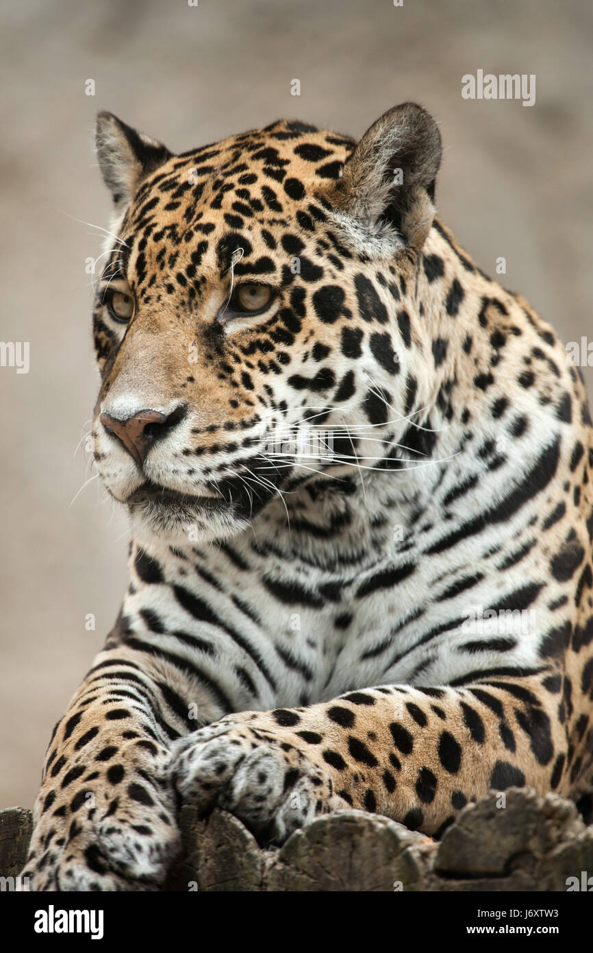 Jaguar (Panthera onca). Wildlife animal. Stock Photo