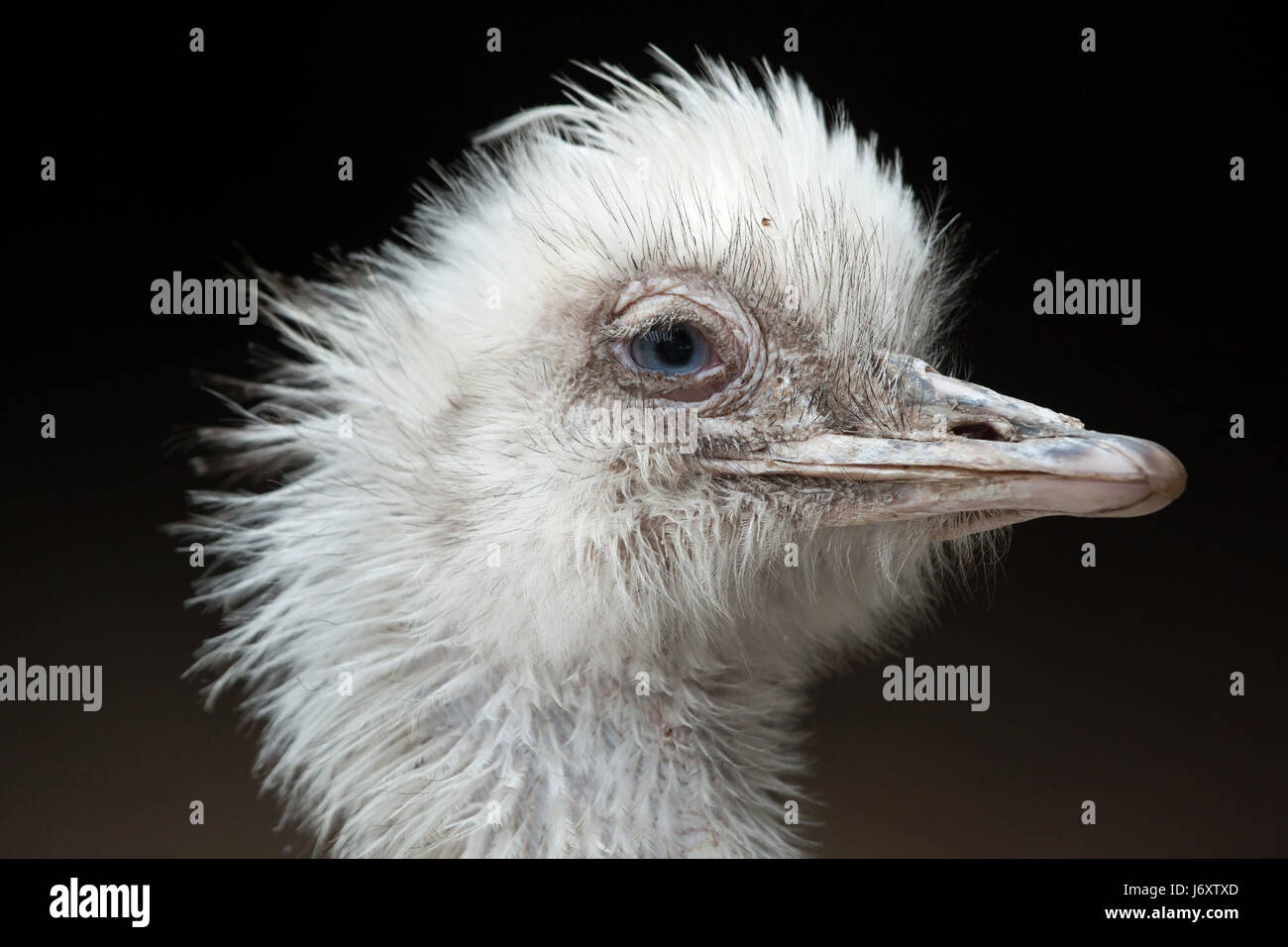 Greater rhea (Rhea americana), also known as the common rhea. White leucistic form. Stock Photo