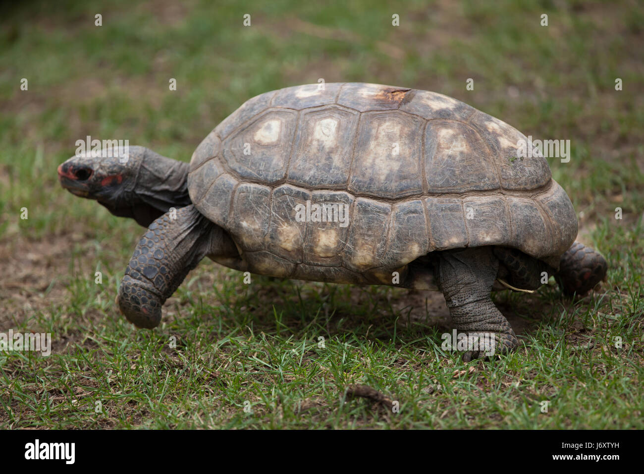 Chelonoidis carbonaria hires stock photography and images Alamy