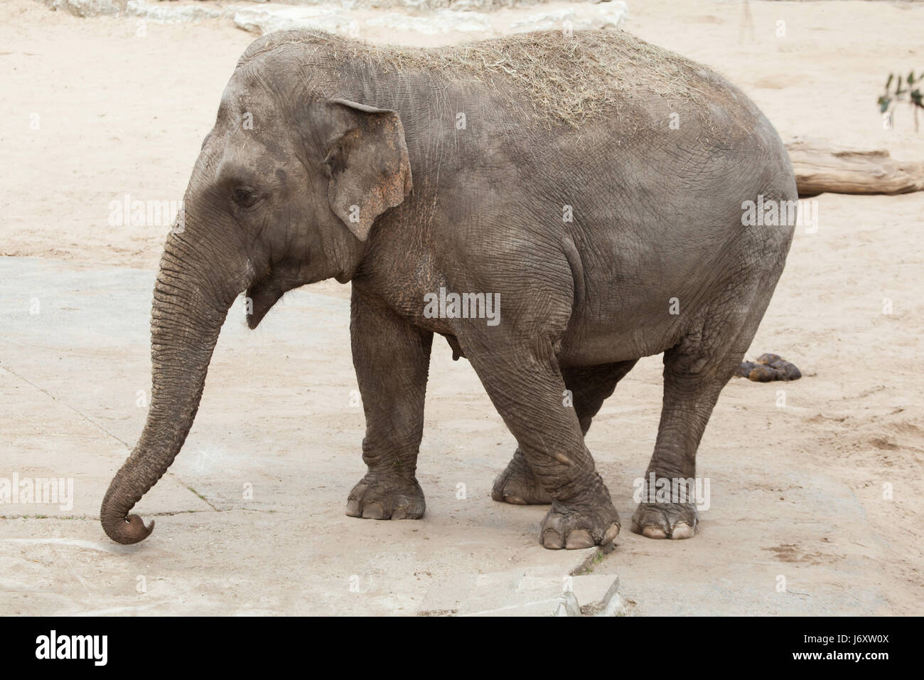 Asian elephant (Elephas maximus). Wildlife animal. Stock Photo