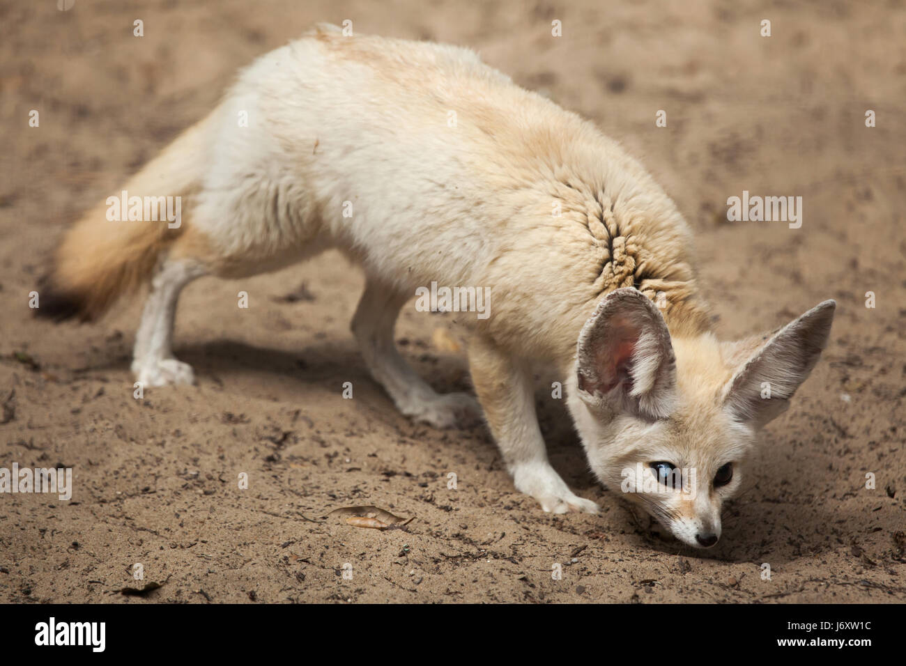 Fennec fox (Vulpes zerda). Wildlife animal. Stock Photo