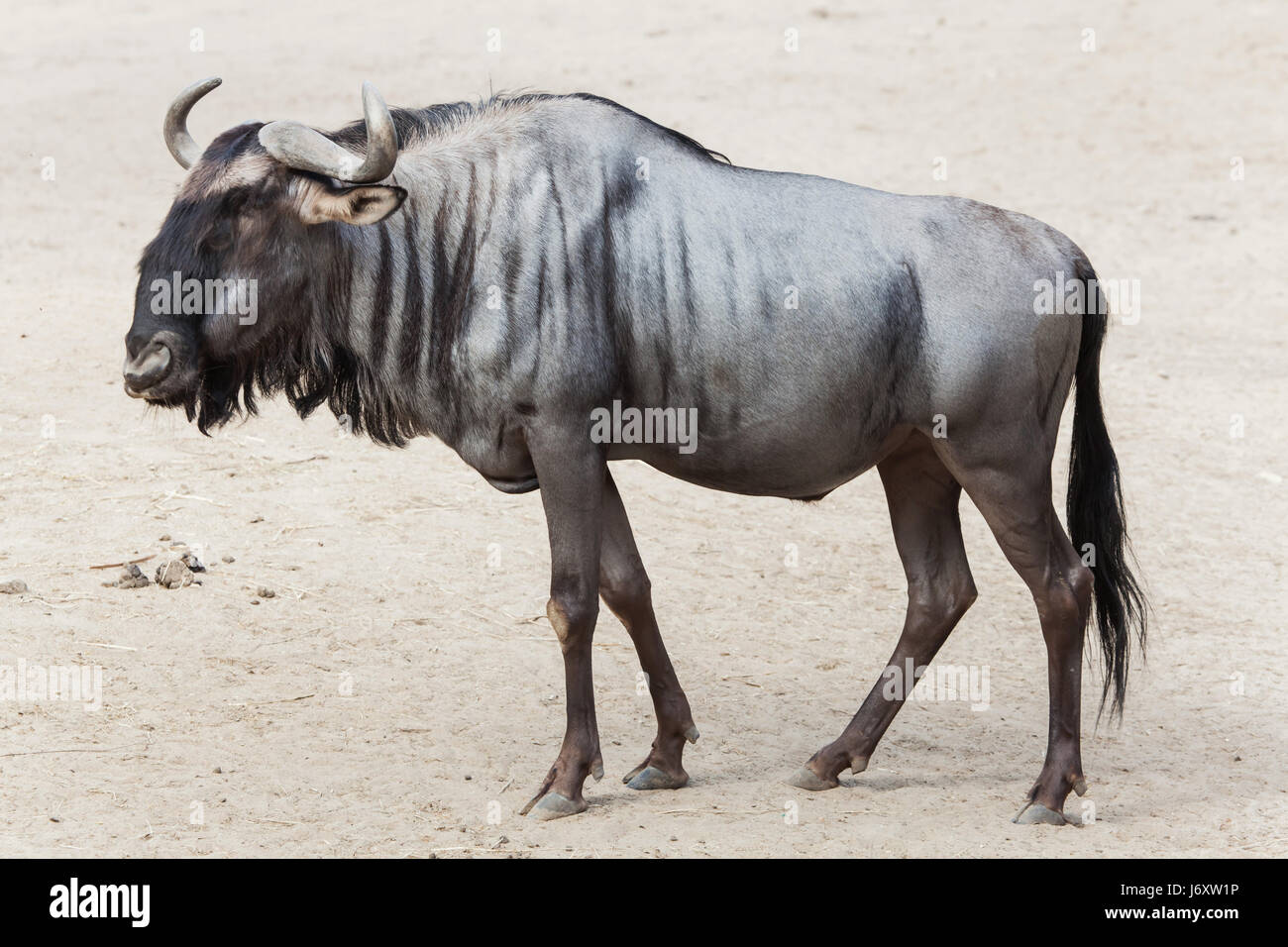 Blue wildebeest (Connochaetes taurinus), also known as the brindled gnu. Stock Photo
