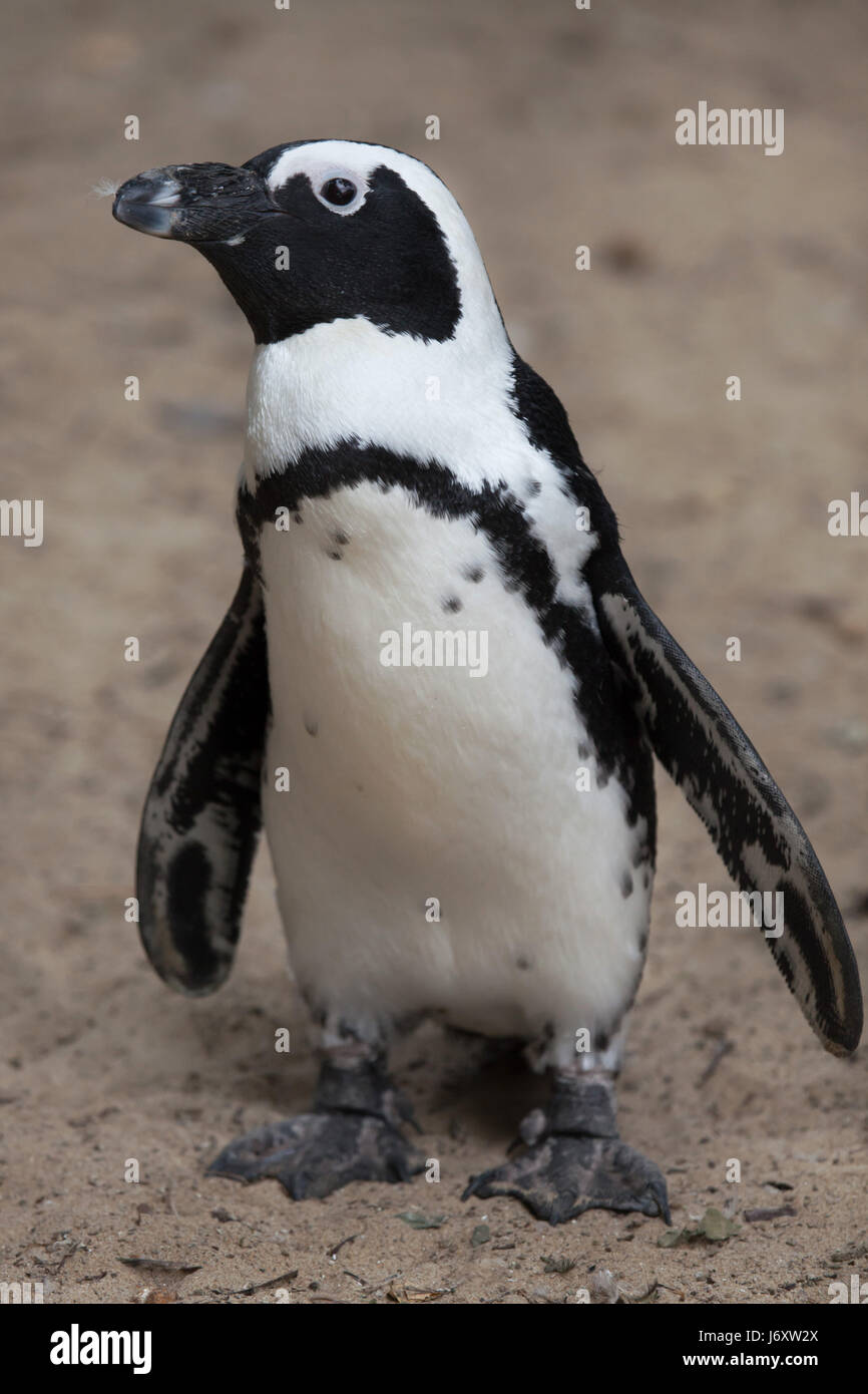 African penguin (Spheniscus demersus), also known as the jackass penguin or black-footed penguin. Stock Photo