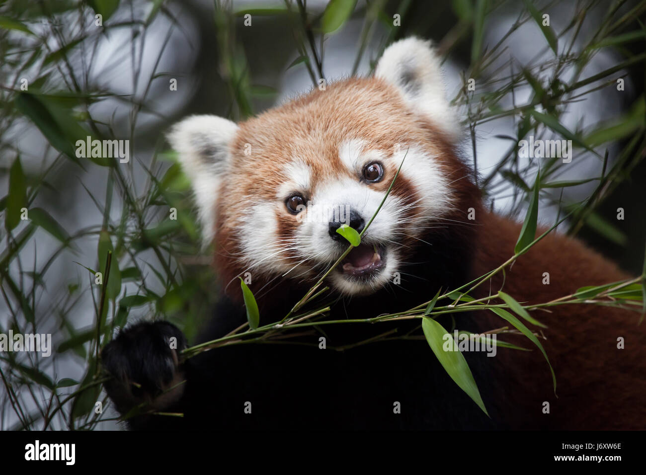 Western red panda (Ailurus fulgens fulgens), also known as the Nepalese red panda. Stock Photo