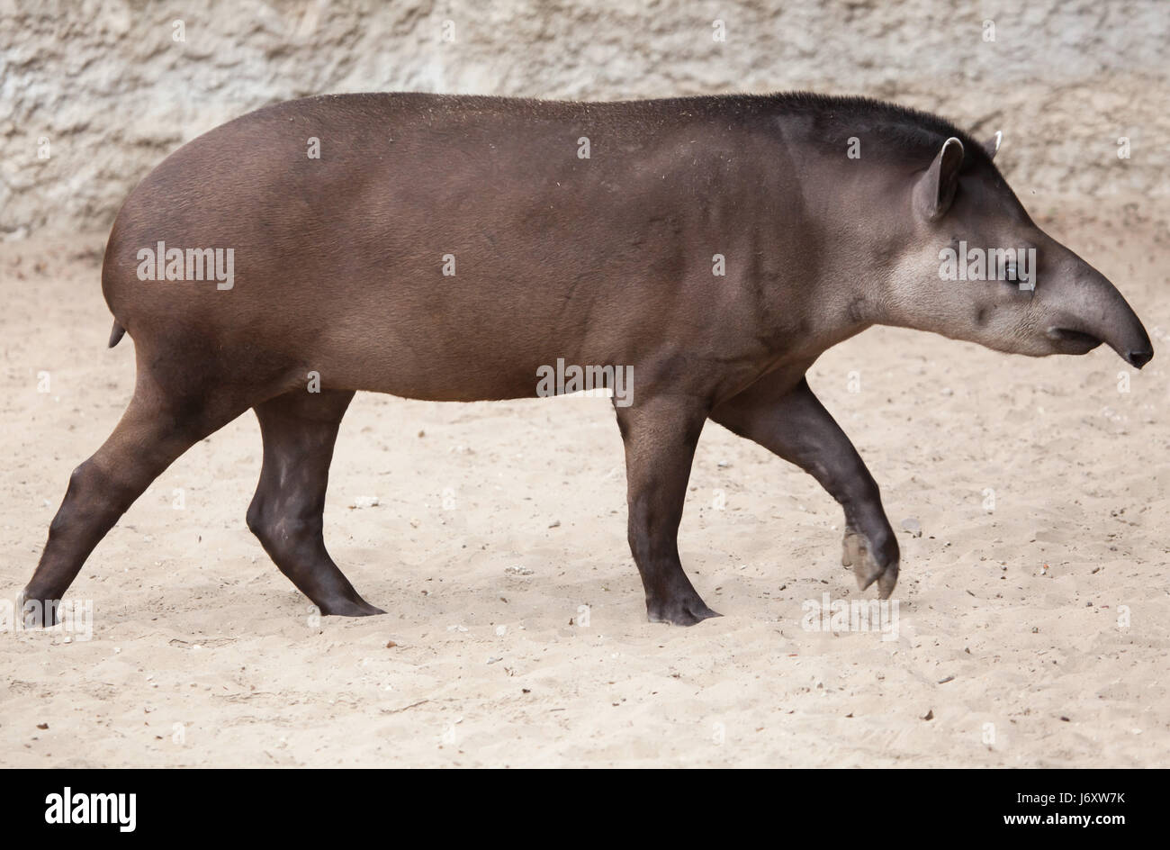 South American tapir (Tapirus terrestris), also known as the Brazilian tapir. Stock Photo