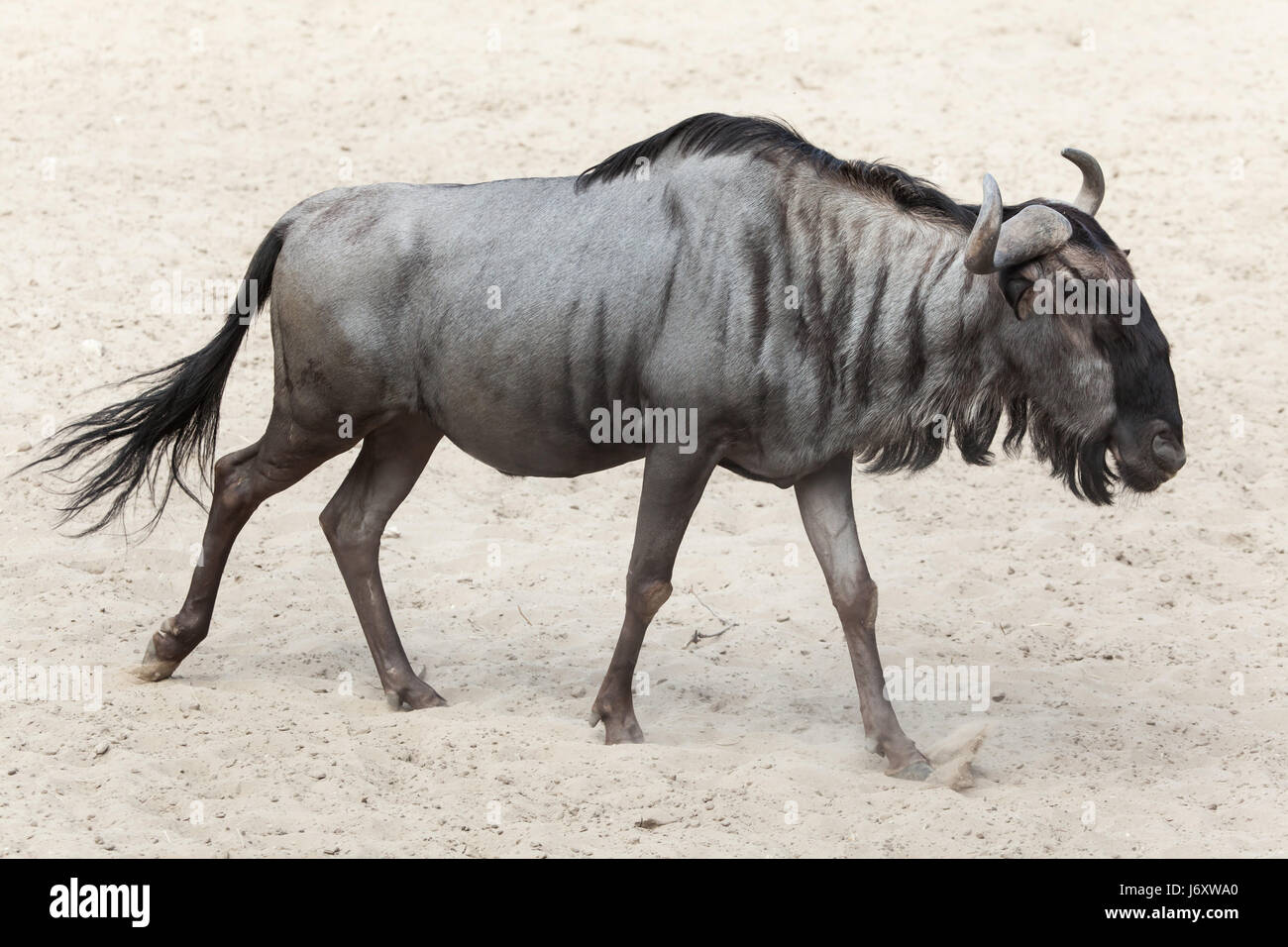 Blue wildebeest (Connochaetes taurinus), also known as the brindled gnu. Stock Photo