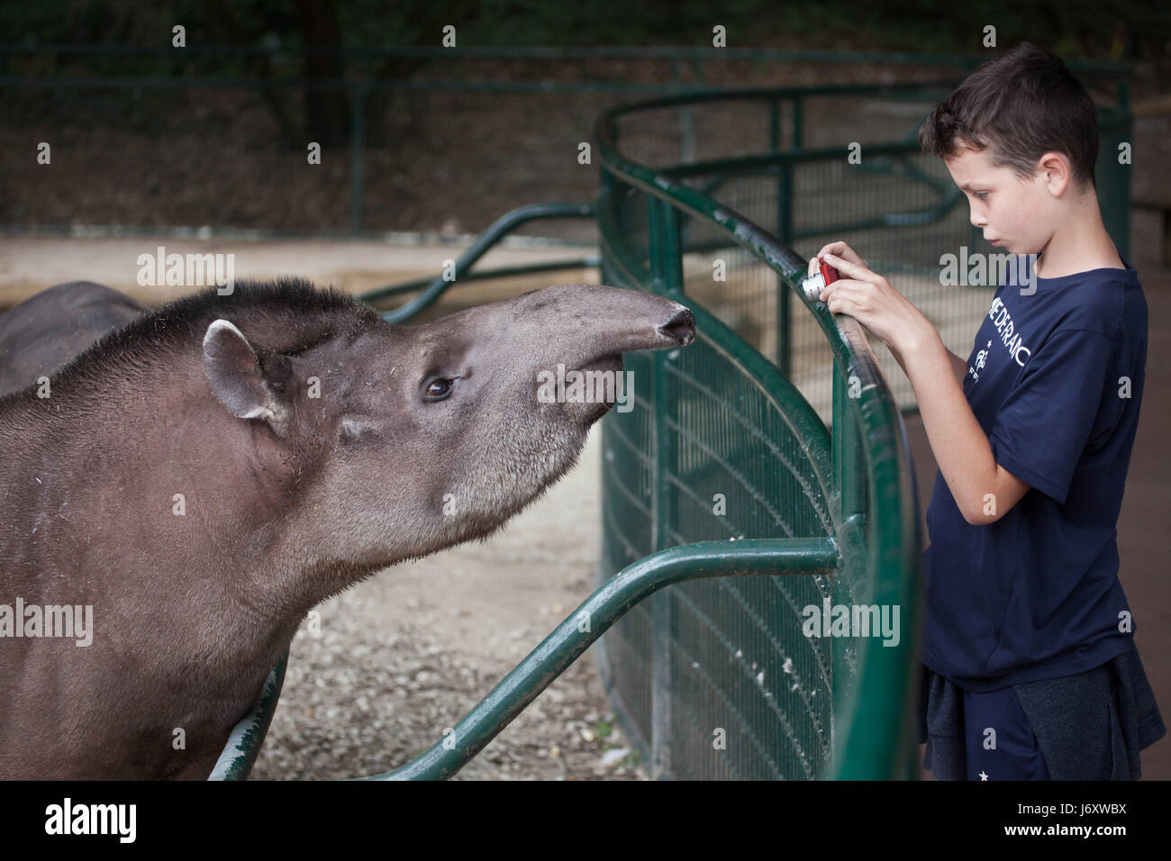 Young visitor takes photos of the South American tapir (Tapirus terrestris), also known as the Brazilian tapir at La Palmyre Zoo (Zoo de La Palmyre) i Stock Photo