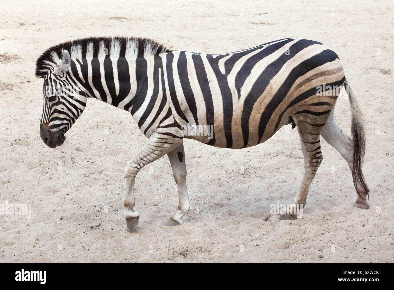 Chapman's zebra (Equus quagga chapmani). Stock Photo