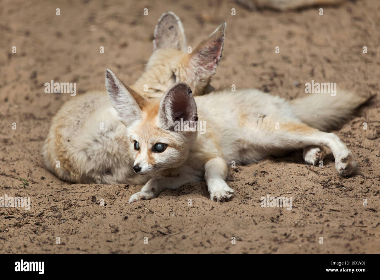Fennec fox only fans