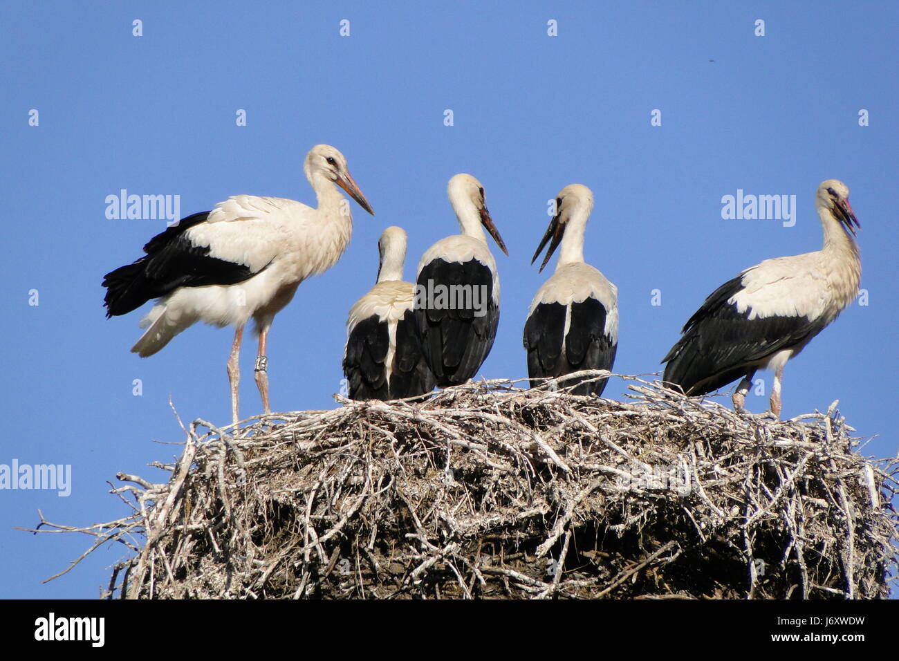 bird birds offspring stork cub baby pregnancy gestation health bird