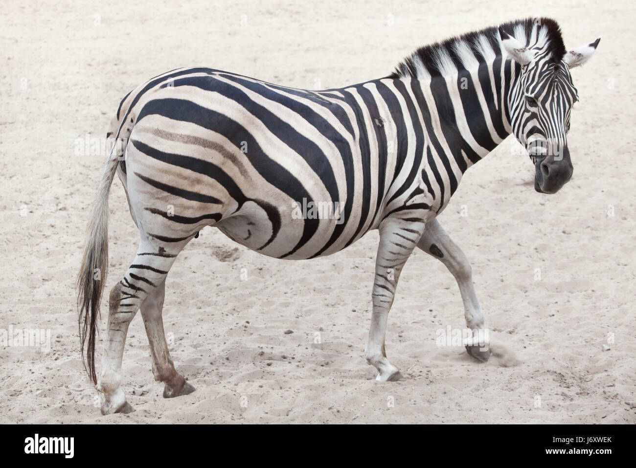 Chapman's zebra (Equus quagga chapmani). Stock Photo