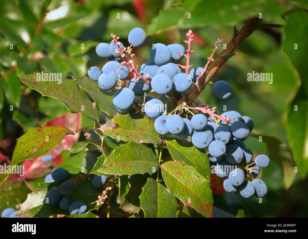 trailing mahonia - mahonia aquifolium - oregon grape Stock Photo