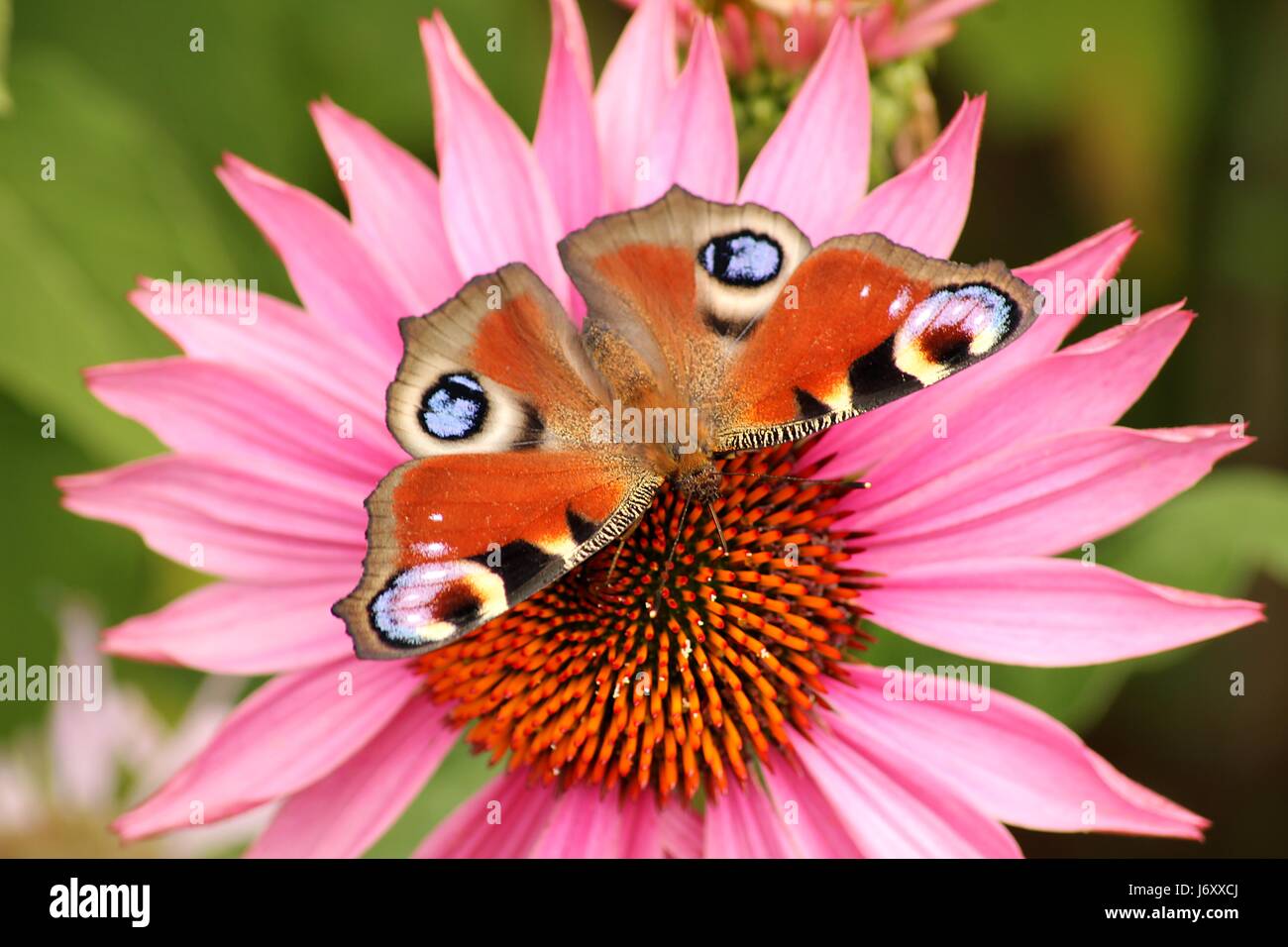 flower plant it butterfly moth peacock butterfly red blue beautiful beauteously Stock Photo